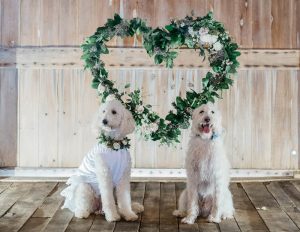 Puppy Love Furever Styled Shoot