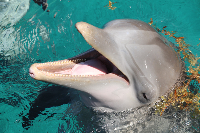 Dolphin | As seen on TodaysBride.com