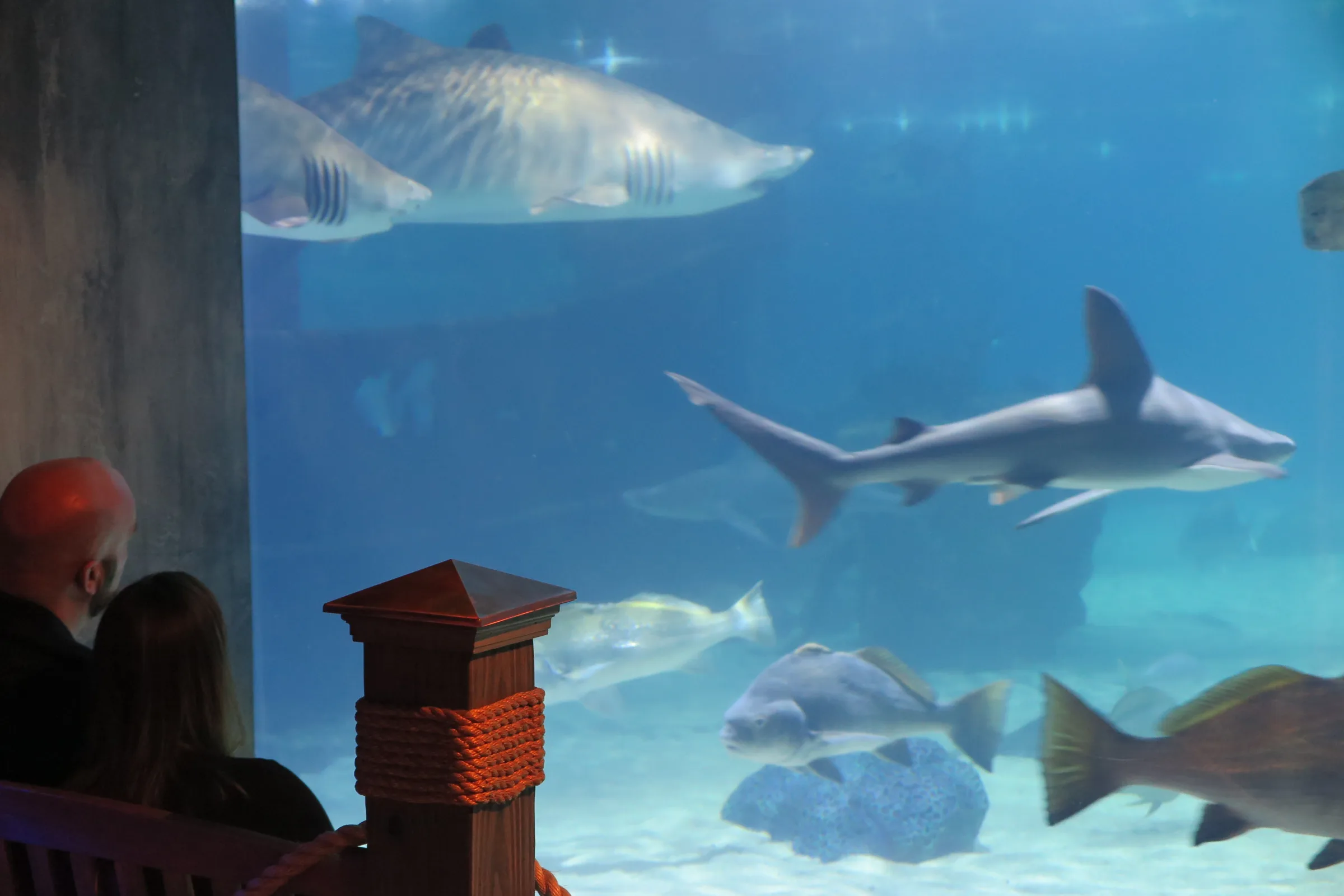 greater-cleveland-aquarium-59839285